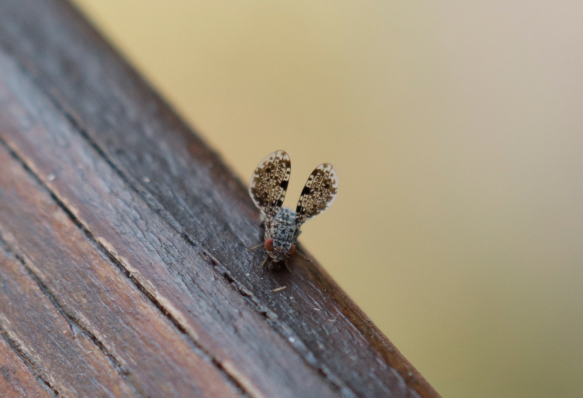 Callopistromyia annulipes anche a Nord Est